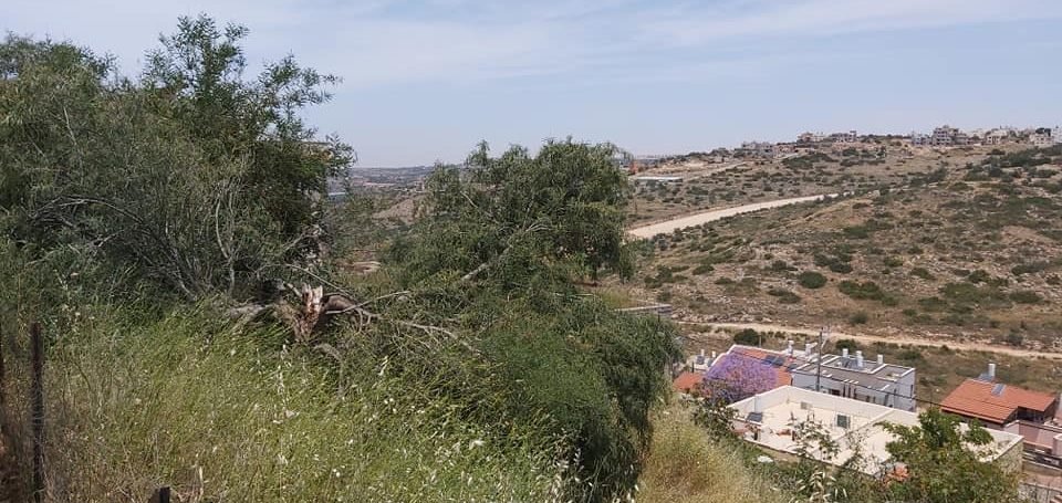 קרקע בעץ אפריים 1